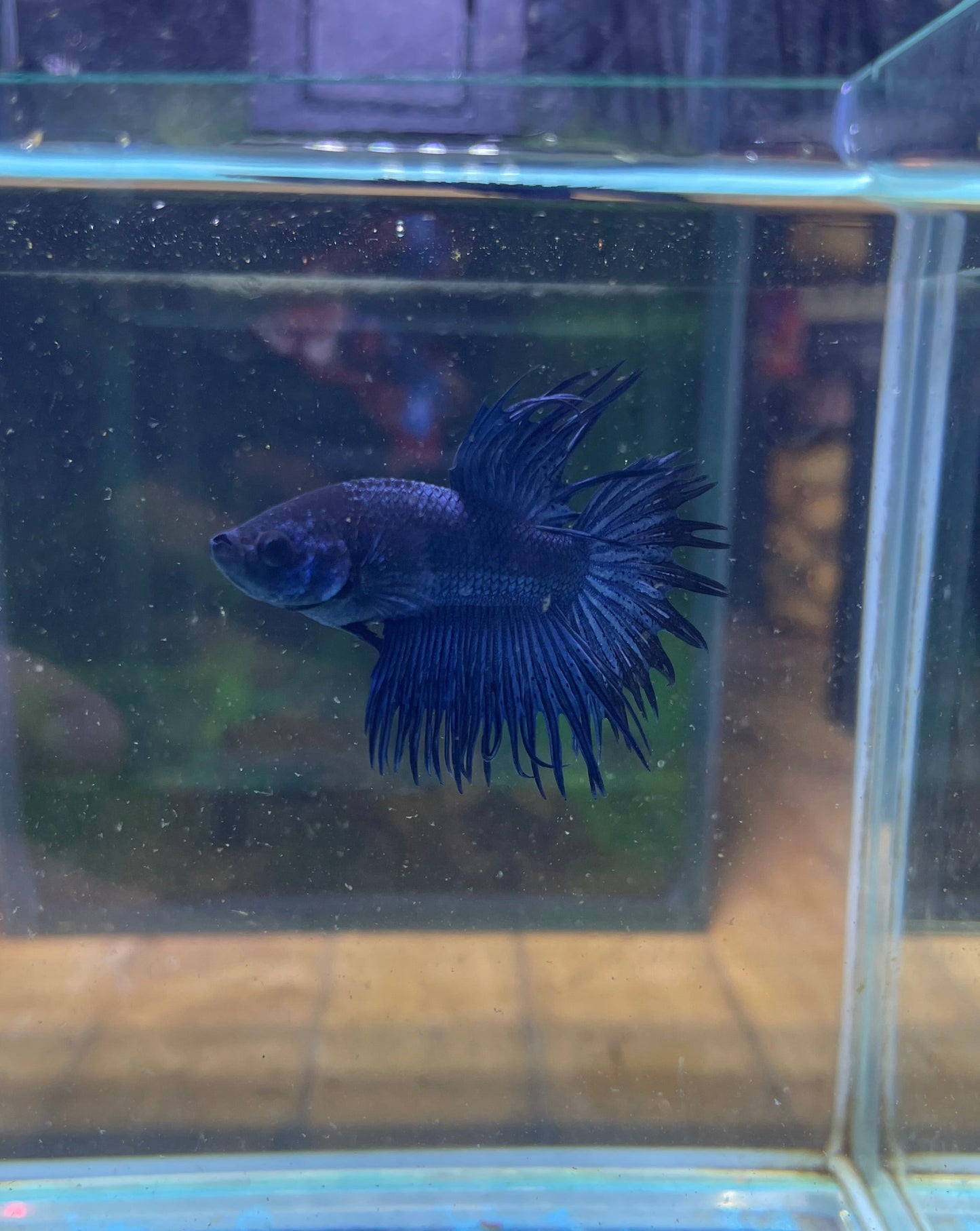 Blackhead Blue Crowntail