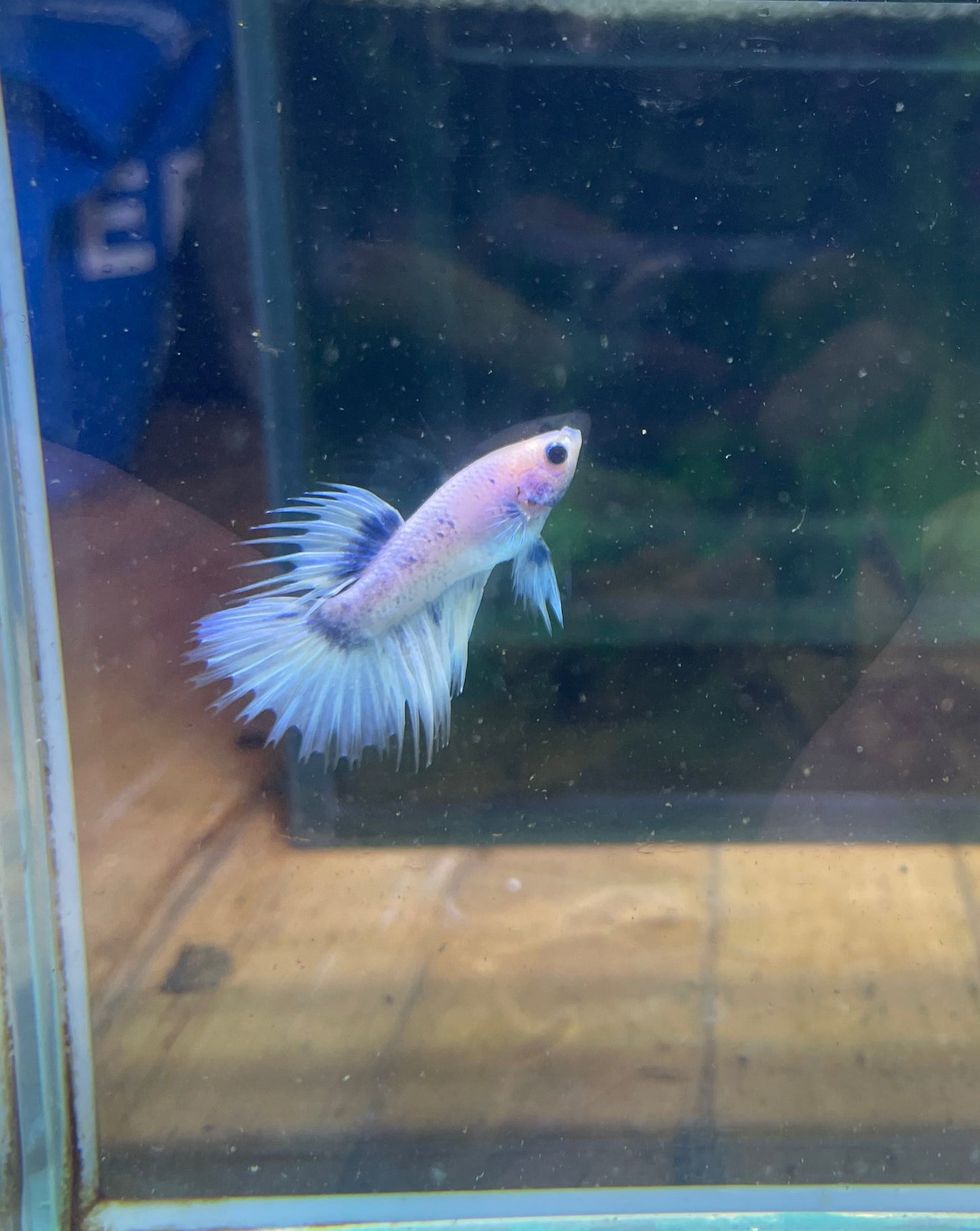 Grizzlie Crowntail