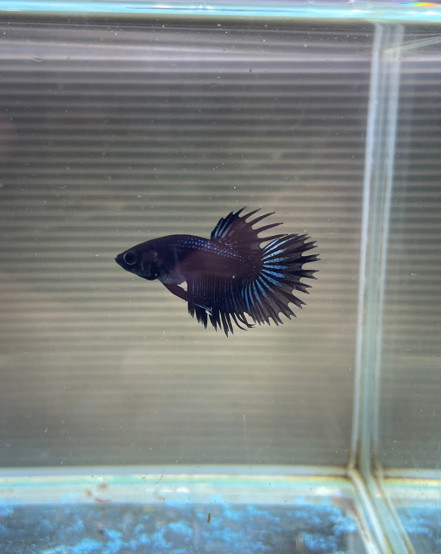 Black Copper Crowntail