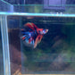 Multicolour Double Tail Halfmoon ( Fullmoon Betta )