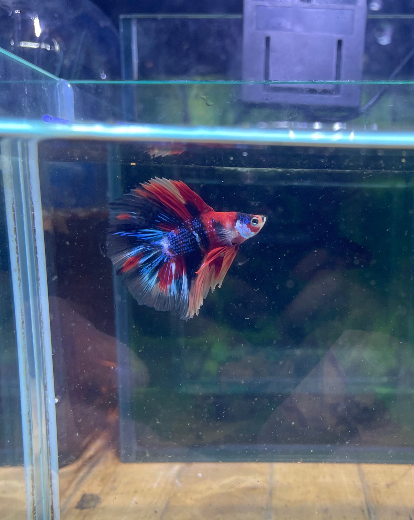 Multicolour Double Tail Halfmoon ( Fullmoon Betta )